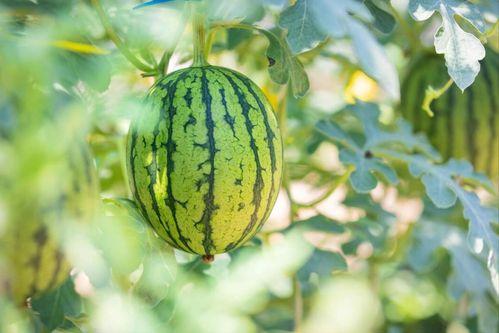 实现最快最全免费吃瓜,揭秘最快最全的吃瓜攻略